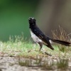 Pavik cernobily - Rhipidura leucophrys - Willie-wagtail o7553